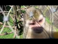 Download Lagu ZOO Olomouc Kotul veverovitý