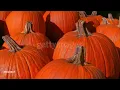 pumpkins Waterford Connecticut