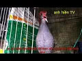 Download Lagu chim chằng nghịch mồi