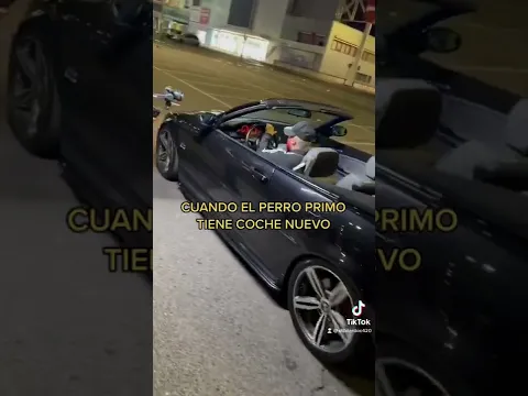 Perro Primo - Adelanto TROMPA!