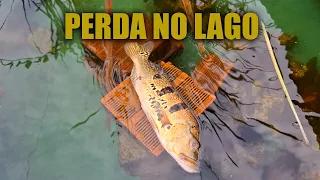 ISSO NUNCA TINHA ACONTECIDO NO MEU LAGO!
