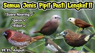 suara pikat burung pipit emprit paling ampuh hanya hitungan menit langsung lengket