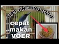Lagu CARA MELATIH BURUNG JINGJING BATU AGAR CEPAT MAKAN VOER