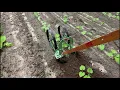 High Arch Wheel Hoe Plowing Green Beans Hoss Tools