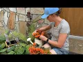 Realistic Fall Mums Outdoor Decor Review