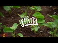 The Vitals 808 - Hōʻā (Lyric Video)