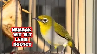 pancingan pleci buxtoni agar nembak wit wit lebih ngotot