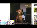 THIS WAS ONCE A HUMAN GRIMES CRIMES reaction plus CREEPY VID