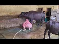 New cleaning vlogs by village women