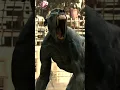 Download Lagu Gladiator 2 - The Baboon Battle #gladiator #gladiator2