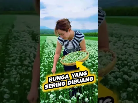 Bunga Sering Dibuang, di Tiongkok Digiling Batu Jadi Bumbu