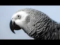 Lagu African Grey Parrot Calls, African Grey Parrot Sounds, African Grey Parrot Music