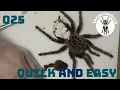Molt taxidermy - How to prepare a molt for display
