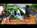 Download Lagu KICAUAN KOLIBRI NADA DERING||RINGTONE SUARA BURUNG MERDU BANGET SUARA JERNIH