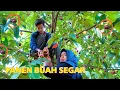 Download Lagu Musim Buah Buahan Telah Tiba Auto Panen Banyak