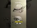 Download Lagu Lonesome George | The World’s Loneliest Animals #animals #animalfacts