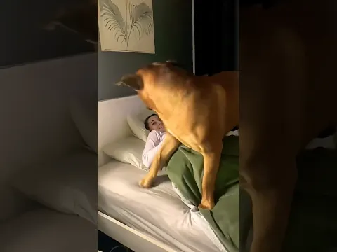My Silly Giant Puppy