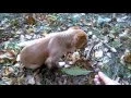 Dog eating chestnuts