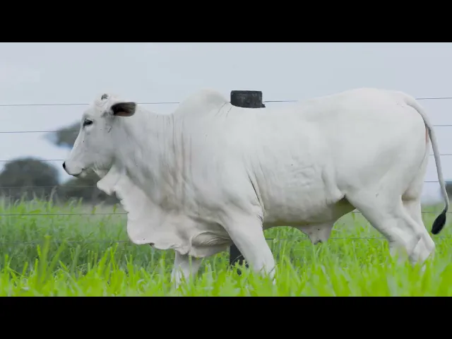 Novilha Nelore LSA - 2340