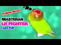 Download Lagu MASTERAN LOVEBIRD FIGHTER DURASI 1 JAM ..AMPUHH.