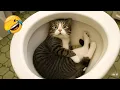 Download Lagu Funny ANIMALS videos 😂 | Funniest Cats and Dogs 2025 🐶😼