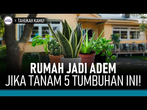 5 Tanaman Penyejuk Udara, Ademkan Rumah Saat Cuaca Panas