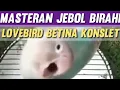Download Lagu Masteran JEBOL BIRAHI Lovebird Betina Konslet !!