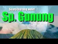 Download Lagu Sp. Gunung || suara panggil burung walet
