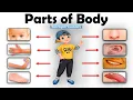 Learn Parts Of Body Name Parts of Body Name in English Human Body Parts Basic English Learning