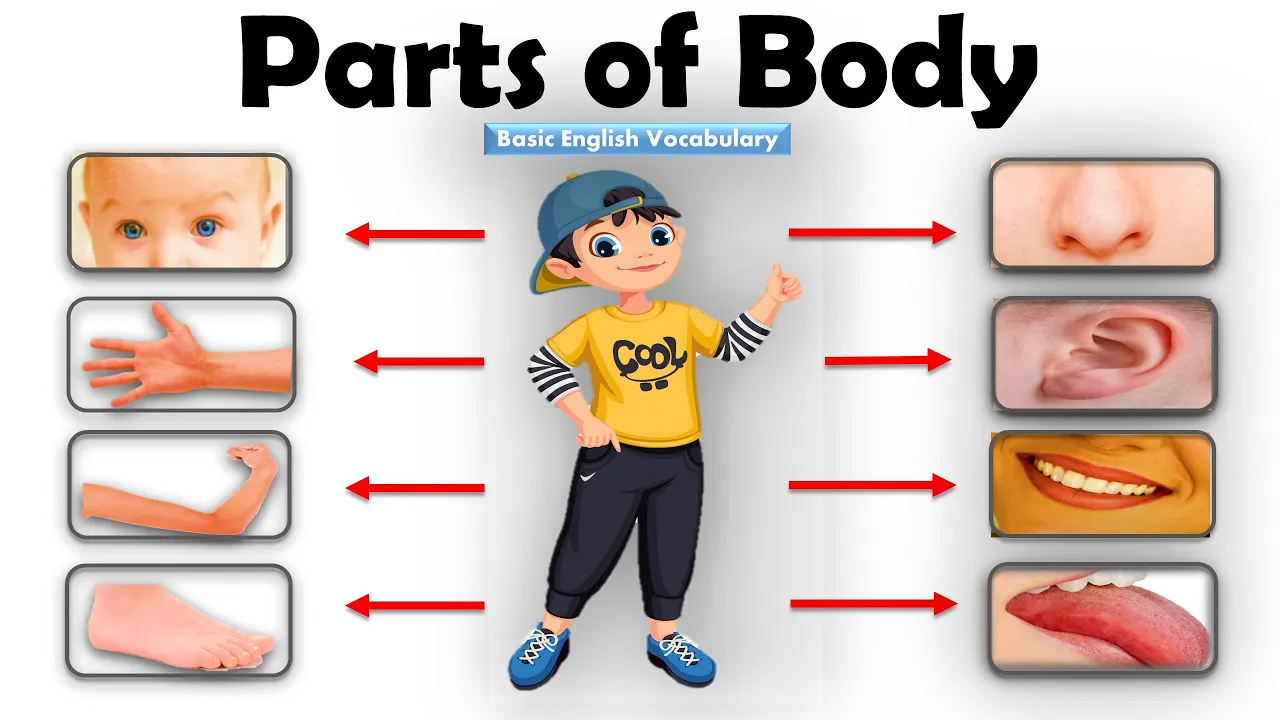 Learn Parts Of Body Name | Parts of Body Name in English | Human Body Parts | Basic English Learning