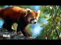 10 Hours of Relaxing Asian Music Carmen