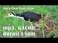Download Lagu ANTI BONCOS !!! pakai suara pikat ruak ruak durasi 1 jam ini