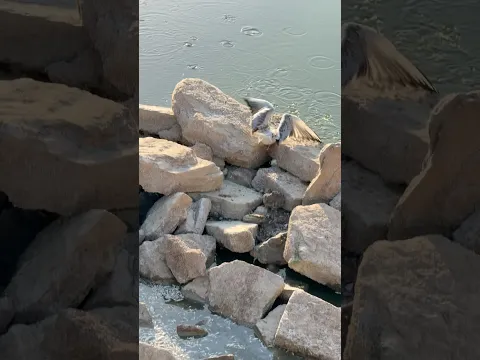 لحظة إنقاذ نورس مصاب في الماء! 🕊️🚨