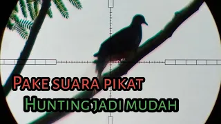 berburu tekukur menggunakan suara pikat hasilnya memuaskan snipertenggarong