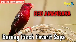 Download Strawberry Finch || Amandava Finch | Seputar Burung Finch Indonesia yang Exotic MP3