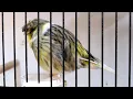 Download Lagu Gloster Canary's most powerful song for training | Canary Singing