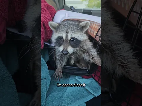 Rescuing a baby racoon from the highway 🦝