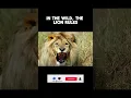 Download Lagu In the Wild, the Lion Rules