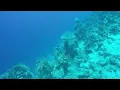 Download Lagu Hurghada Egypte dag 6 van 13 (6-8-2025), 1e duik: Abu Ramada (cave)