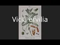 Download Lagu Vicia ervilia