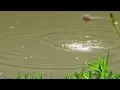 Download Lagu Ternyata Di Pinggir Daun/Rebbhe Ikan nya Kumpul auto strike strike