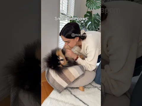 Some things dog parents have in common 🙃 #dog #pomeranian