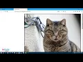 Inserting Images and Links in HTML Document - Class 7 Computer Science
