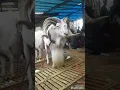 Download Lagu DOMBA GARUT JOGED | FUNNY LAMB