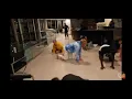 CHARLI DAMELIO LEAKED DOING THE WAP DANCE