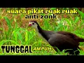 Lagu suara pikat ruak ruak tunggal paling gacor เสียงเดียวที่มีเสน่ห์