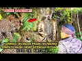 Download Lagu Ngeri.!! harimau jelmaan Prabu Siliwangi ternyata masih hidup di tengah hutan jawa barat