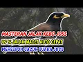 Download Lagu Masteran Suara Burung Jalak Kebo Jos !!!