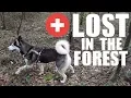 Husky LOST In The Woods FOUND - Siberian Husky Rescue Gets Lost And Freaks Out
