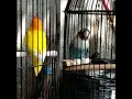 Download Lagu lovebird lutino vs cobel alon-alon sek tenang le...